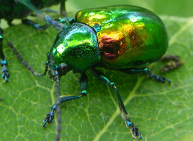 Dogbane Beetle